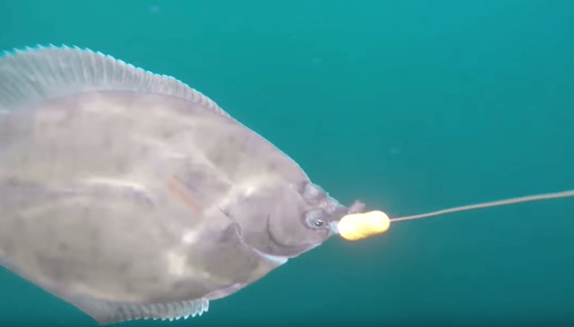 iCapio auf Platte - angeln auf die Ostsee Räuber mit Aktivköder