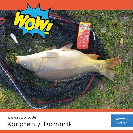 Fangmeldung - Dominik Karpfen